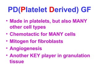 PD(Platelet Derived) GF 
• Made in platelets, but also MANY 
other cell types 
• Chemotactic for MANY cells 
• Mitogen for fibroblasts 
• Angiogenesis 
• Another KEY player in granulation 
tissue 
 