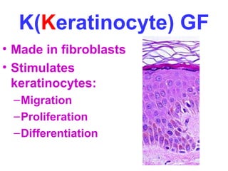 K(Keratinocyte) GF 
• Made in fibroblasts 
• Stimulates 
keratinocytes: 
–Migration 
–Proliferation 
–Differentiation 
 