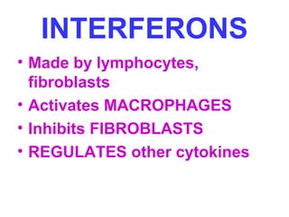 INTERFERONS 
• Made by lymphocytes, 
fibroblasts 
• Activates MACROPHAGES 
• Inhibits FIBROBLASTS 
• REGULATES other cytokines 
 
