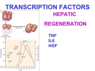 TRANSCRIPTION FACTORS 
HEPATIC 
REGENERATION 
TNF 
IL6 
HGF 
 