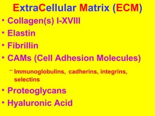 ExtraCellular Matrix (ECM) 
• Collagen(s) I-XVIII 
• Elastin 
• Fibrillin 
• CAMs (Cell Adhesion Molecules) 
– Immunoglobulins, cadherins, integrins, 
selectins 
• Proteoglycans 
• Hyaluronic Acid 
 