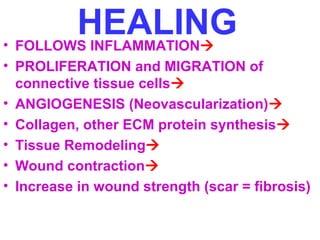 HEALING • FOLLOWS INFLAMMATION 
• PROLIFERATION and MIGRATION of 
connective tissue cells 
• ANGIOGENESIS (Neovascularization) 
• Collagen, other ECM protein synthesis 
• Tissue Remodeling 
• Wound contraction 
• Increase in wound strength (scar = fibrosis) 
 