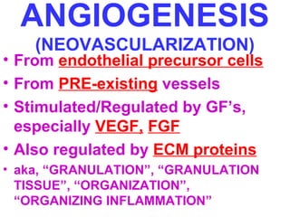 ANGIOGENESIS 
(NEOVASCULARIZATION) 
• From endothelial precursor cells 
• From PRE-existing vessels 
• Stimulated/Regulated by GF’s, 
especially VEGF, FGF 
• Also regulated by ECM proteins 
• aka, “GRANULATION”, “GRANULATION 
TISSUE”, “ORGANIZATION”, 
“ORGANIZING INFLAMMATION” 
 