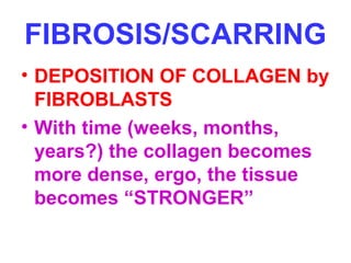 FIBROSIS/SCARRING 
• DEPOSITION OF COLLAGEN by 
FIBROBLASTS 
• With time (weeks, months, 
years?) the collagen becomes 
more dense, ergo, the tissue 
becomes “STRONGER” 
 