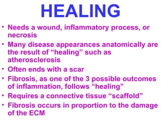 HEALING 
• Needs a wound, inflammatory process, or 
necrosis 
• Many disease appearances anatomically are 
the result of “healing” such as 
atherosclerosis 
• Often ends with a scar 
• Fibrosis, as one of the 3 possible outcomes 
of inflammation, follows “healing” 
• Requires a connective tissue “scaffold” 
• Fibrosis occurs in proportion to the damage 
of the ECM 
 