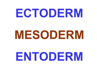 ECTODERM 
MESODERM 
ENTODERM 
 