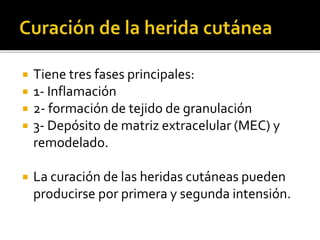  Tiene tres fases principales:
 1- Inflamación
 2- formación de tejido de granulación
 3- Depósito de matriz extracelular (MEC) y
remodelado.
 La curación de las heridas cutáneas pueden
producirse por primera y segunda intensión.
 