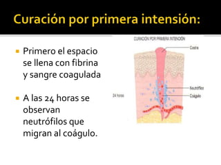  Primero el espacio
se llena con fibrina
y sangre coagulada
 A las 24 horas se
observan
neutrófilos que
migran al coágulo.
 
