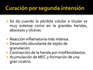 Se da cuando la pérdida celular o tisular es
muy extensa como en la grandes heridas,
abscesos y úlceras.
 Reacción inflamatoria más intensa.
 Desarrollo abundante de tejido de
granulación
 Contracción de la herida por miofibroblastos.
 Acumulación de MEC y formación de una
gran cicatriz.
 