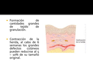  Formación de
cantidades grandes
de tejido de
granulación.
 Contracción de la
herida, al cabo de 6
semanas los grandes
defectos cutáneos
pueden reducirse al 5
– 10% de su tamaño
original.
 