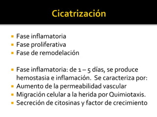  Fase inflamatoria
 Fase proliferativa
 Fase de remodelación
 Fase inflamatoria: de 1 – 5 días, se produce
hemostasia e inflamación. Se caracteriza por:
 Aumento de la permeabilidad vascular
 Migración celular a la herida por Quimiotaxis.
 Secreción de citosinas y factor de crecimiento
 