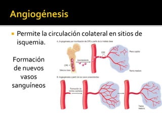  Permite la circulación colateral en sitios de
isquemia.
Formación
de nuevos
vasos
sanguíneos
 