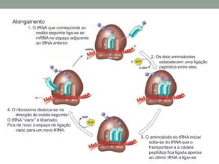 Alongamento 
1. O tRNA que corresponde ao 
codão seguinte liga-se ao 
mRNA no espaço adjacente 
ao tRNA anterior. 
2. Os dois aminoácidos 
estabelecem uma ligação 
peptídica entre eles. 
3. O aminoácido do tRNA inicial 
solta-se do tRNA que o 
transportava e a cadeia 
peptídica fica ligada apenas 
ao último tRNA a ligar-se 
4. O ribossoma desloca-se na 
direcção do codão seguinte. 
O tRNA “vazio” é libertado. 
Fica de novo o espaço de ligação 
vazio para um novo tRNA. 
 