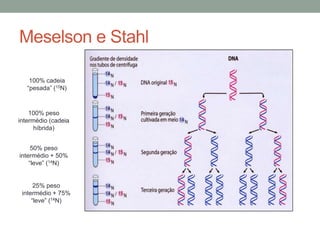 Meselson e Stahl 
100% cadeia 
“pesada” (15N) 
100% peso 
intermédio (cadeia 
híbrida) 
50% peso 
intermédio + 50% 
“leve” (14N) 
25% peso 
intermédio + 75% 
“leve” (14N) 
 
