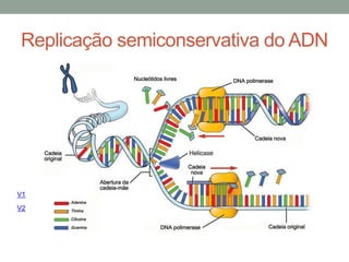 Replicação semiconservativa do ADN 
V1 
V2 
 