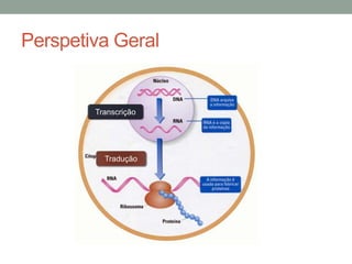 Perspetiva Geral 
Transcrição 
Tradução 
 