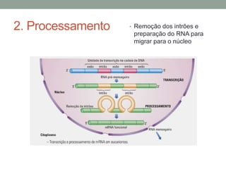 2. Processamento • Remoção dos intrões e 
preparação do RNA para 
migrar para o núcleo 
 