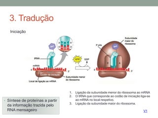 3. Tradução 
• Síntese de proteínas a partir 
da informação trazida pelo 
RNA mensageiro 
V1 
Iniciação 
1. Ligação da subunidade menor do ribossoma ao mRNA 
2. O tRNA que corresponde ao codão de iniciação liga-se 
ao mRNA no local respetivo. 
3. Ligação da subunidade maior do ribossoma. 
 