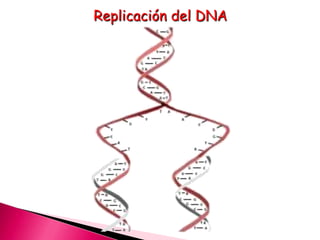 Replicación del DNA
 