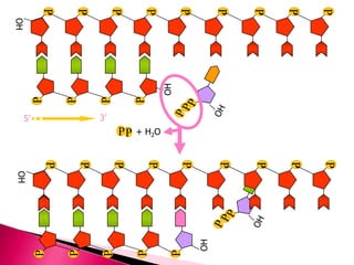 P
P
P
P
P
PPPP
P
OH
PP
PPP
PPP
OH
PP + H2O
P
P
P
P
PPP
P
OH
PP
PPP
PPP
P
OH
PPP
5’ 3’
 