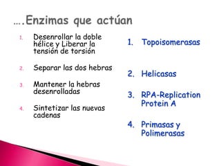 1. Desenrollar la doble
hélice y Liberar la
tensión de torsión
2. Separar las dos hebras
3. Mantener la hebras
desenrolladas
4. Sintetizar las nuevas
cadenas
1. Topoisomerasas
2. Helicasas
3. RPA-Replication
Protein A
4. Primasas y
Polimerasas
 