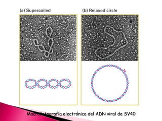 Macrofotografía electrónica del ADN viral de SV40
 