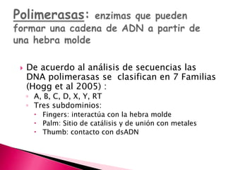  De acuerdo al análisis de secuencias las
DNA polimerasas se clasifican en 7 Familias
(Hogg et al 2005) :
◦ A, B, C, D, X, Y, RT
◦ Tres subdominios:
 Fingers: interactúa con la hebra molde
 Palm: Sitio de catálisis y de unión con metales
 Thumb: contacto con dsADN
 