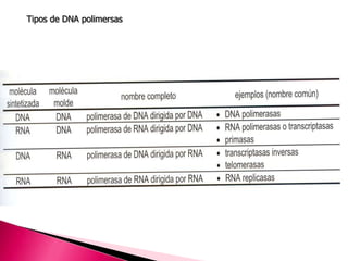 Tipos de DNA polimersas
 