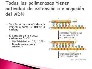  Se añade un nucleótido a la
vez en la parte 3’-0H de la
cadena
 El sentido de la nueva
cadena es 5’-3’
◦ Alta fidelidad: ~ 10-8/ 10-10 .
◦ Tipo de polimerasa y
secuencia
 