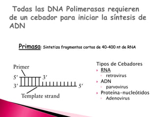 Tipos de Cebadores
 RNA
◦ retrovirus
 ADN
◦ parvovirus
 Proteína-nucleótidos
◦ Adenovirus
Primasa: Sintetiza fragmentos cortos de 40-400 nt de RNA
 