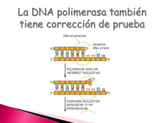 La DNA polimerasa también
tiene corrección de prueba
 