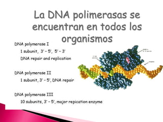 La DNA polimerasas se
encuentran en todos los
organismos
 