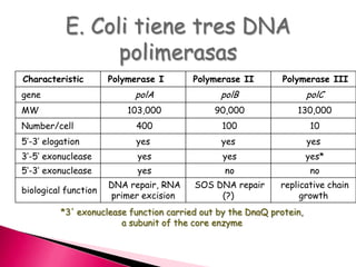 Characteristic Polymerase I Polymerase II Polymerase III
gene polA polB polC
MW 103,000 90,000 130,000
Number/cell 400 100 10
5’-3’ elogation yes yes yes
3‘-5’ exonuclease yes yes yes*
5‘-3’ exonuclease yes no no
biological function
DNA repair, RNA
primer excision
SOS DNA repair
(?)
replicative chain
growth
*3' exonuclease function carried out by the DnaQ protein,
a subunit of the core enzyme
E. Coli tiene tres DNA
polimerasas
 