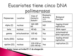 Polymerase Location
Size of
Catalytic
Subunit
Enzimatic
Activity
3’-5’
exonuclease
Biological
Function
Alpha (I) nucleus
160-185
kD
NO
lagging strand
replication
beta nucleus 40 kD No DNA repair
gamma mitochondrion 125 kD Yes
mitochondrial
DNA replication
Delta (III) nucleus 125 kD Yes
leading strand
replication
epsilon (II) nucleus
210-230 or
125-140 kD
Yes
replication (?)
Eucariotes tiene cinco DNA
polimerasas
Todas tienen actividad 5’-3’ de elongación
 