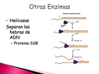 Otras Enzimas
• Helicasas
Separan las
hebras de
ADN
– Proteina SSB
 