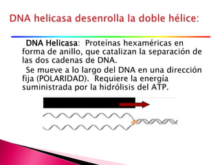 DNA Helicasa: Proteínas hexaméricas en
forma de anillo, que catalizan la separación de
las dos cadenas de DNA.
Se mueve a lo largo del DNA en una dirección
fija (POLARIDAD). Requiere la energía
suministrada por la hidrólisis del ATP.
 