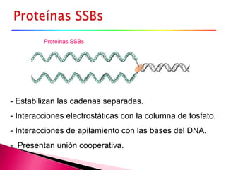 Proteínas SSBs
- Estabilizan las cadenas separadas.
- Interacciones electrostáticas con la columna de fosfato.
- Interacciones de apilamiento con las bases del DNA.
- Presentan unión cooperativa.
 