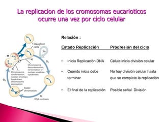 Relación :
Estado Replicación Progresión del ciclo
• Inicia Replicación DNA Célula inicia división celular
• Cuando inicia debe No hay división celular hasta
terminar que se complete la replicación
• El final de la replicación Posible señal División
La replicacion de los cromosomas eucarioticos
ocurre una vez por ciclo celular
 