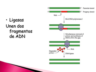 • Ligasas
Unen dos
fragmentos
de ADN
 