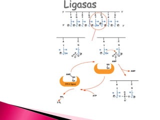 Ligasas
 