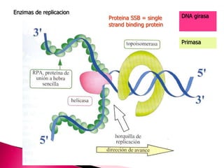 Enzimas de replicacion
Proteina SSB = single
strand binding protein
DNA girasa
Primasa
 
