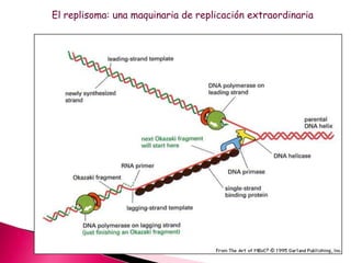 El replisoma: una maquinaria de replicación extraordinaria
 
