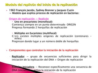  1963 François Jacobs, Sydney Brenner y Jacques Cuzin
→ Modelo que explica proceso de replicación en bacterias:
Origen de replicación → Replicón
 Uno en procariotes (monofocal):
Comienza siempre en un punto determinado ORIGEN
Progresa formando 2 horquillas de replicación
 Múltiples en Eucariotes (multifocal):
C/crs existen múltiples orígenes de replicación (centenares –
miles)
Progresan dando lugar a un número doble de horquillas
 Componentes que controlan la iniciación de la replicación
◦ Replicador → grupo de secuencias suficientes para dirigir la
iniciación de la replicación del DNA ≠ Origen de replicación
Proteína Iniciadora → Reconoce específicamente una secuencia de
DNA (iniciador) → activa la iniciación de la replicación
Modelo del replicón del inicio de la replicación
 