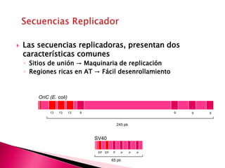  Las secuencias replicadoras, presentan dos
características comunes
◦ Sitios de unión → Maquinaria de replicación
◦ Regiones ricas en AT → Fácil desenrollamiento
245 pb
13 13 13 9 9 9 9
OriC (E. coli)
SV40
EP EP P P P P
65 pb
 