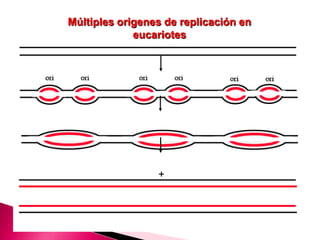 Múltiples origenes de replicación en
eucariotes
+
 
