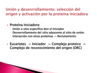  Proteína Iniciadora:
◦ Unión a sitio especifico don el Iniciador
◦ Desenrrollamiento del sitio adyacente al sitio de unión.
◦ Interacción con otras proteínas → Reclutamiento
 Eucariotes → Iniciador → Complejo proteico →
Complejo de reconocimiento del origen (ORC)
 
