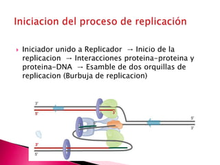  Iniciador unido a Replicador → Inicio de la
replicacion → Interacciones proteina-proteina y
proteina-DNA → Esamble de dos orquillas de
replicacion (Burbuja de replicacion)
 