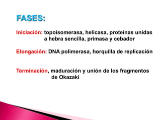FASES:
Iniciación: topoisomerasa, helicasa, proteínas unidas
a hebra sencilla, primasa y cebador
Elongación: DNA polimerasa, horquilla de replicación
Terminación, maduración y unión de los fragmentos
de Okazaki
 