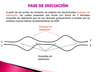 A partir de los puntos de iniciación se originan las denominadas burbujas de
replicación, las cuales presentan dos zonas con forma de Y llamadas
horquillas de replicación que se van abriendo gradualmente a medida que se
sintetiza nuevas hebras complementarias de ADN
FASE DE INICIACIÓN
5´
3´
5´
3´
Burbujas de
replicación
Horquillas de
replicación
 