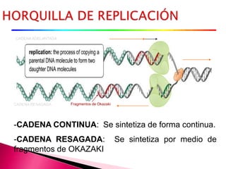 -CADENA CONTINUA: Se sintetiza de forma continua.
-CADENA RESAGADA: Se sintetiza por medio de
fragmentos de OKAZAKI
CADENA RESAGADA
CADENA ADELANTADA
Fragmentos de Okazaki
3`
5`
 